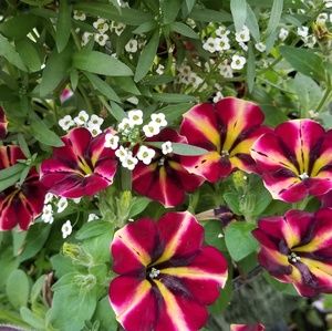 Meet your Posher, Dawn